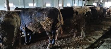 ağ pişik şəkilləri: Məhsul: Qaramal – ət istiqamətli dana/öküzlər Təsvir: - Şəkillərdə — 4