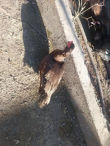 Digər heyvanlar: Erkək, | Lal ördək, Damazlıq, Ünvandan götürmə — 9