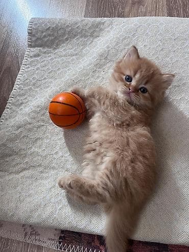 ana bala inək: Yaxşı əllərə — 4