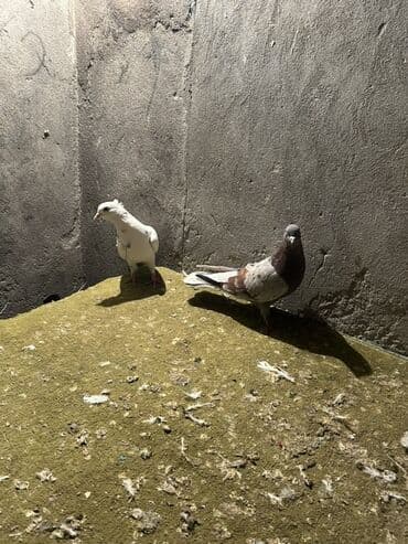 Lincoln: Cüt göyərçin - Növ: Ev göyərçini (şəkildə 2 fərqli rəngdə) - Rənglər — 3