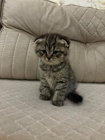 pi̇şi̇k: Şotland — 8