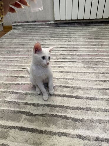 vəhşi pişik: Van, Dişi, Yaxşı əllərə — 2