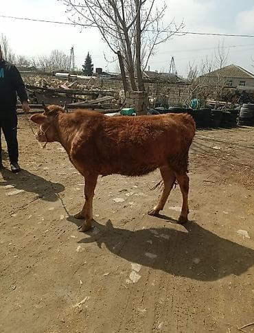 qiz it adlari: Dana, buzov — 5