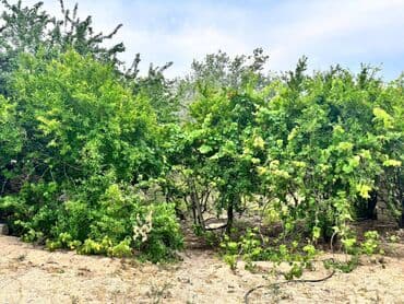 дачи в аренду посуточно: Баку, Пос. Паршаги, 100 м², 6 комнат — 5