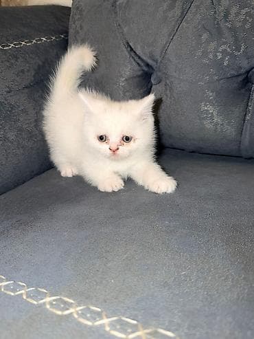 Gəmiricilər: Şotland yastı qulaq — 3