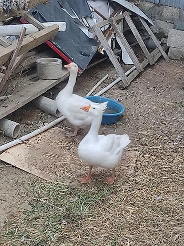 bakida qus satisi: Iki ededi qiymet iksine. aiidi. cutu 60 m iksde. diwidi — 1
