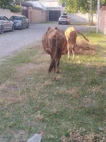 ağ quyruq ağlıca: Dişi, il: 5, Damazlıq — 3