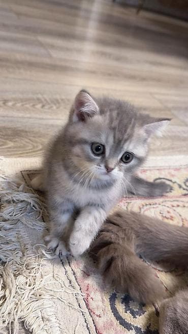 pişiy adları: Gümüş rəngli, zolaqlı balaca pişik balaları – yumşaq, orta uzunluqda — 5