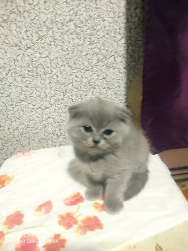 cins toyuq: Şotland, Erkək, Dişi, Yaxşı əllərə, Ünvandan götürmə — 7