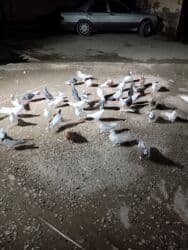 göyercin yuvasi: Kom hamsı 170 1ri 4 m — 7