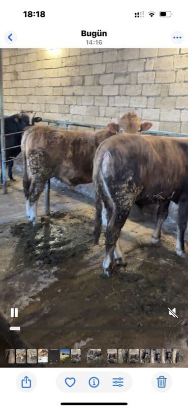 Satışda: dana və mal-qaralar Xüsusiyyətlər: - Cins: ət istiqamətli