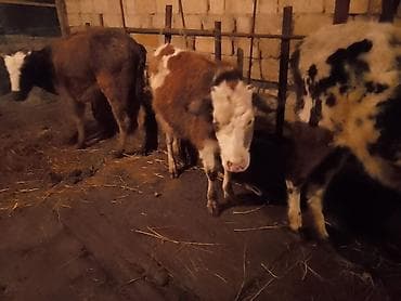 Atlar: Dana, buzov, Dişi, Simental, ay: 1, 100 kq, Ətlik, Ödənişli çatdırılma — 2