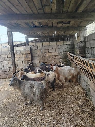 tutuquşu qiymetleri: Salam.munasib qiymətə umumi 5 kecidi.1i cüt erkey balali 2gunluk — 3