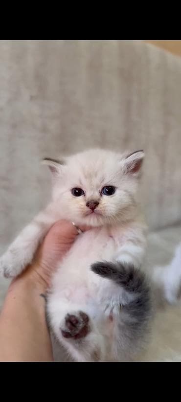 van pişik: Ragdol British cins bebelerimiz satılır 3dene ağ erkekdi- qara olan — 5