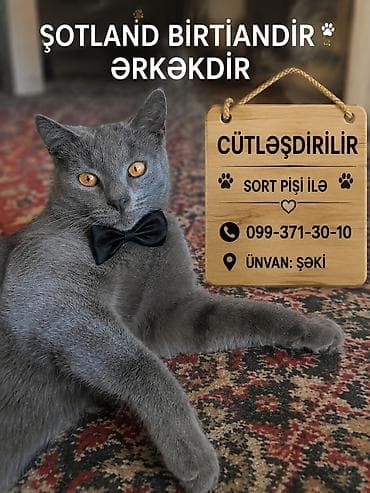 Şotland, Erkək, Cütləşmə üçün, Ünvandan götürmə