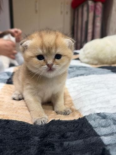 qoyun yemi: Şotland yastı qulaq — 2