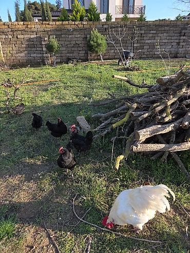 cuce satisi: Temiz qan Australorp cuceleri .3-gunluk 3 manat,20 gunluk -5manat — 5