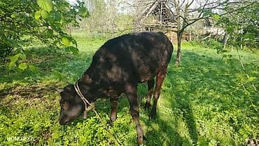 qara mal: Satılır: qiyməti 2300 azn deyilir reyal alıcıya endirim olacaq ələqə — 3