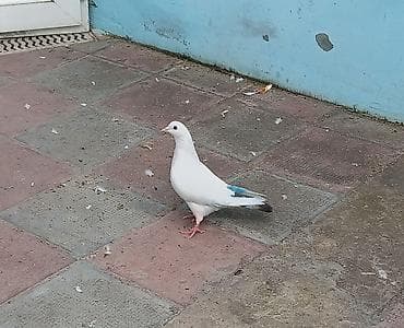 Quşlar: İki üç gün qabaq isdi günlərdə tutulub yorğun idi suya gəlib düşüb — 1
