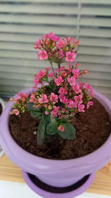 Kalanxoe gülləri.Hər biri torf torpaqla perlit azot və fosforu