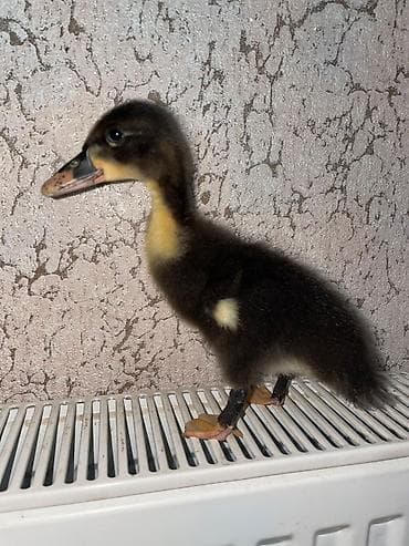 jersey cinsi: Ördəy balası satılır . Ördəyin altında çıxıb tam sağlam təmiz — 3