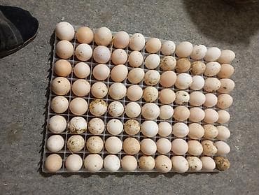 Оборудование для мойки: Süni cücərtmə və damazlıq yumurta xidməti - Peşəkar inkubator — 3