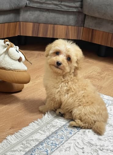 cau cau iti satilir: Malta bolonka, 2 ay, Erkek, Peyvəndli, Ünvandan götürmə, Ödənişli çatdırılma — 1