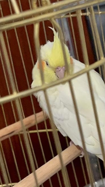 rengli quslar: Növ: Nimfa (cockatiel), lutino rəng карелла попугай (нимфа) окрасом — 1