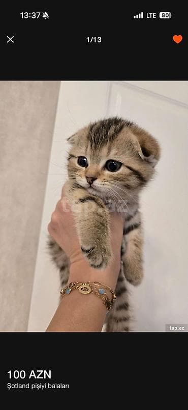 pişik pers: Şotland — 6