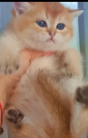 pisik yuvalari: Qızıl şinşilla, Erkək — 2