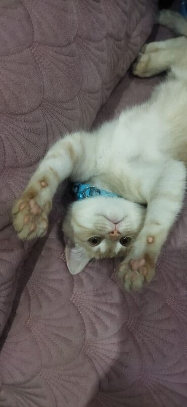 Heyvanlar üçün mallar: Şotland uzun tüklü, Erkək, Yaxşı əllərə, Pulsuz çatdırılma — 3