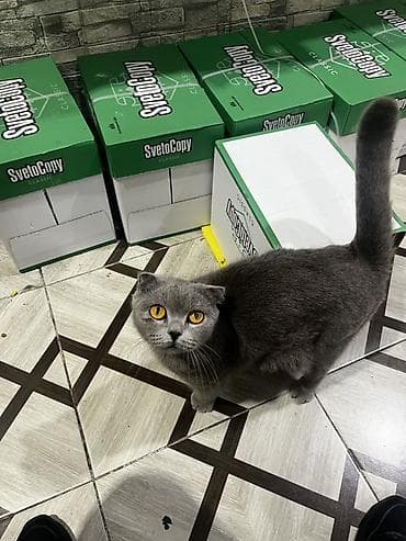 ev itiləri: Şotland, Dişi, Ünvandan götürmə — 4