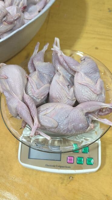 first class cay: Cox Dadli Sizde Alin! Her Ölçüdə her Böyüklükdə Bildirçin etimiz var — 1