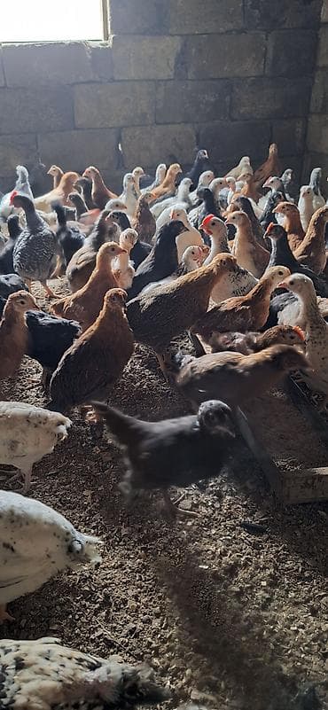 yerli cücələr: Toyuq cücələri, Damazlıq, Ödənişli çatdırılma — 2