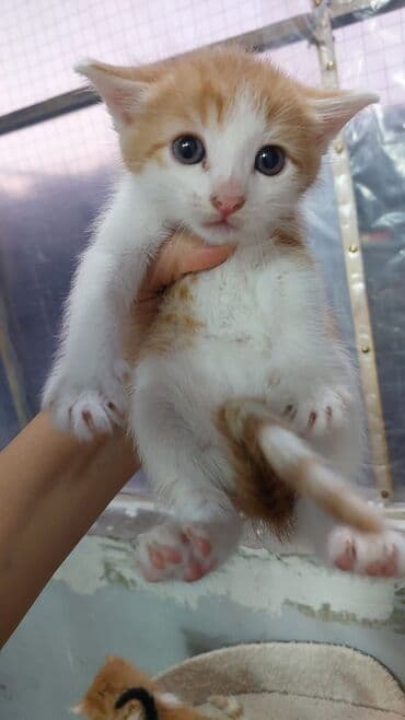 UAZ: Şinşilla, Yaxşı əllərə — 3