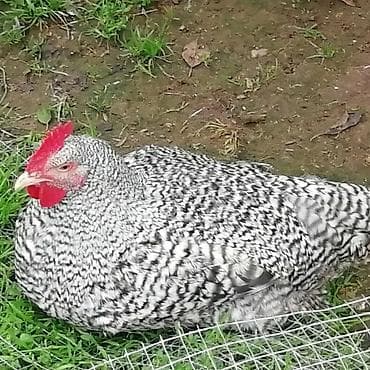 satilan itler: Toyuq, Yumurtalıq — 1