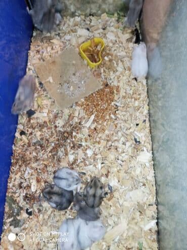 gəmiricilər: Cunqariki cunqariklar cunqarskie xamyaki ev sicanı əl xamyakı hamster — 4