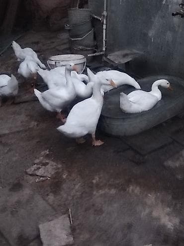 xaski gence: Ağ qazlar – təsərrüfat üçün - Cins: ağ yerli qaz (fotoşəkillərdə sürü — 3