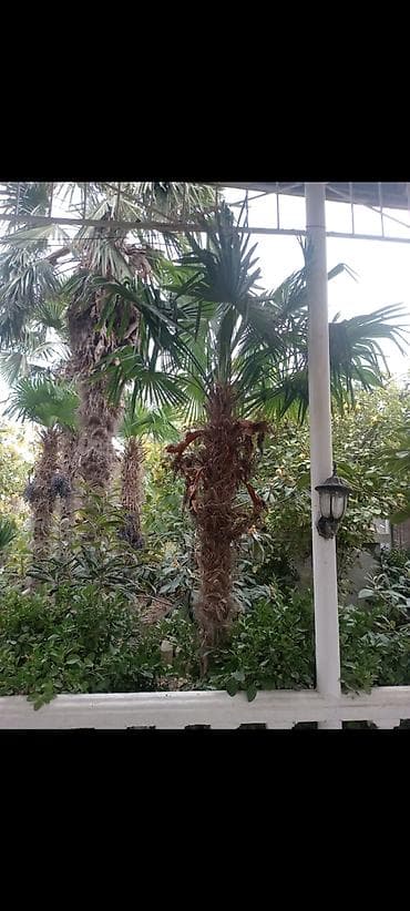 yolka agaci: Təsvir: - Nadir dekorativ xurma ağacları (Trachycarpus tipli, yelpik — 9