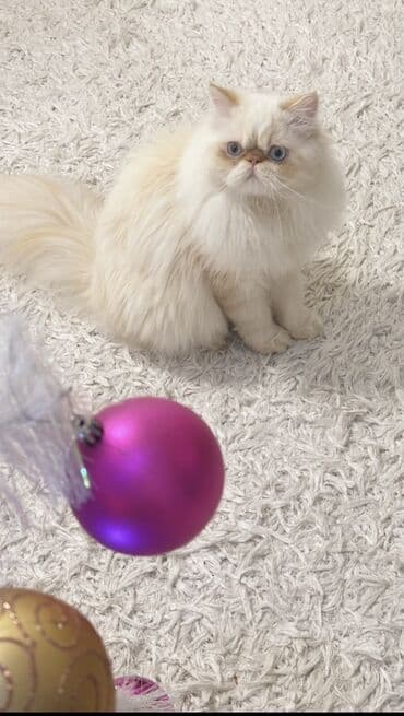 Pişiklər: Fars, Cütləşmə üçün — 1