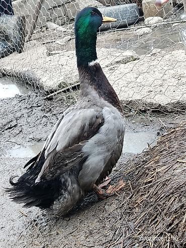 Rouen qazlari satilir 1 disi 1 erkek, disi yumurtalayir 1 ededin