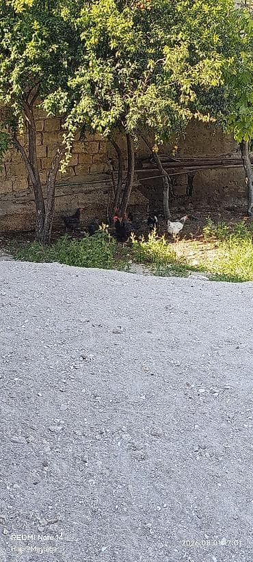 ucuz toyuq satisi: Toyuq, Damazlıq — 1