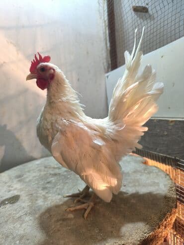 K/t heyvanları üçün mallar: Salam Tam sağlam heyvanlardı qiymət 1 nə aidi boş bekar adamlar — 2