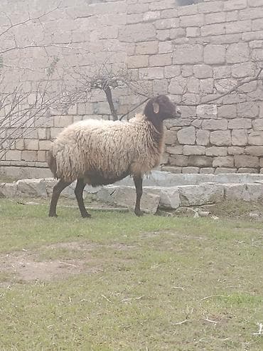 balali qoyun: Qoyunlar ekizi bala ana bala boğaz qoç lisey satılır istəyən olsa — 1