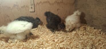 Inəklər, öküzlər: Toyuq cücələri, Damazlıq — 4