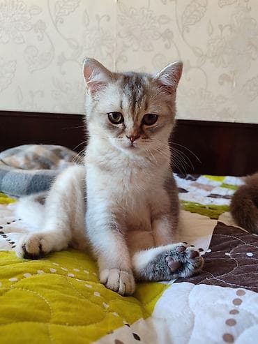 sinsila pisik: Şotland, Erkək, Dişi, Ünvandan götürmə — 5