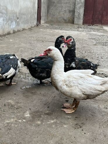 kayuqa ordek: Erkək, | Lal ördək, Ətlik, Ünvandan götürmə — 4