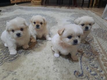 akvarium balıqları haqqında məlumat: Pekines, Peyvəndli — 3