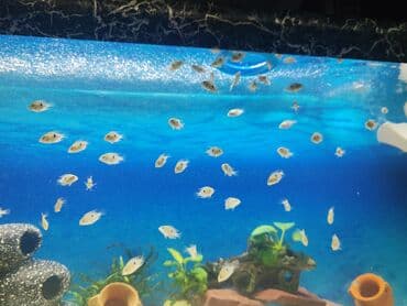 betta balıq: Цихлазома меека nin balalarıdi . 1.5 sm - 2 azn — 5