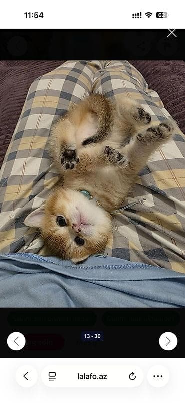 pisik sekileri: Britan — 4